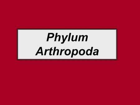 Phylum Arthropoda. Typical Arthropod Structures Means “Joint-foot” Includes lobsters, crabs, spiders, insects, millipedes, & centipedes Bodies w/segments.