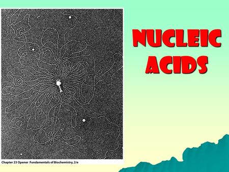 NUCLEIC ACIDS. OBJECTIVES  Identify/ recognize nucleic acid  Components in nucleic acid – monosaccharide, nucleobases, phosphoric acid  Differentiate.