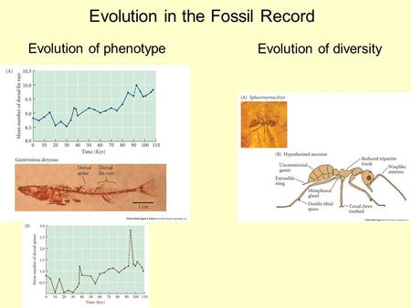 Evolution in the Fossil Record Evolution of phenotype Evolution of diversity.