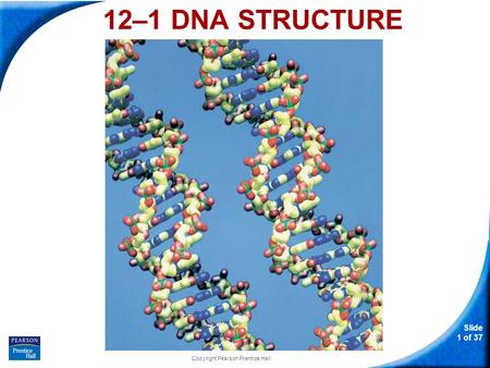 Slide 1 of 37 Copyright Pearson Prentice Hall 12–1 DNA STRUCTURE.