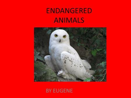 ENDANGERED ANIMALS BY EUGENE. CONTENTS Appearance- page 3 Species- page 4 Location- page 5 Lifespan-page 6 Food- page 7.