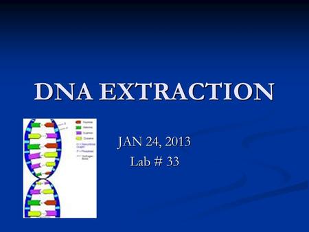 DNA EXTRACTION JAN 24, 2013 Lab # 33. I.Background Information *Strawberries are octoploid, which means they have eight sets of chromosomes. The procedure.