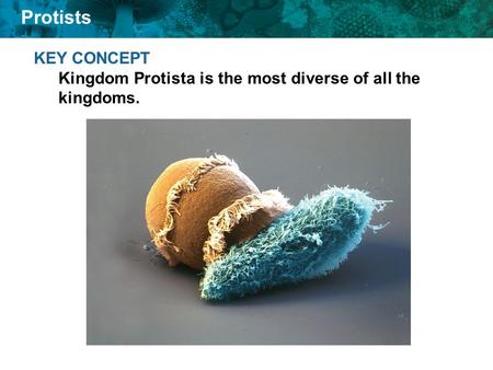 KEY CONCEPT  Kingdom Protista is the most diverse of all the kingdoms.