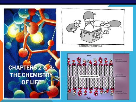 AP Biology 2007-2008 CHAPTERS 2 & 3: THE CHEMISTRY OF LIFE.