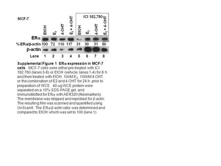 Supplemental Figure 1: ER  expression in MCF-7 cells. MCF-7 cells were either pre-treated with ICI 182,780 (lanes 5-8) or EtOH (vehicle, lanes 1-4) for.