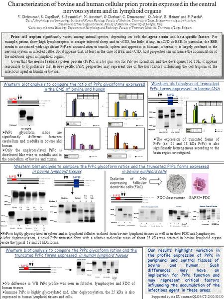 Prion cell tropism significantly varies among animal species, depending on both the agent strain and host-specific factors. For example, prions show high.