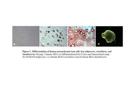 Figure 2. Differentiation of human mesenchymal stem cells into adipocytes, osteoblasts, and chondrocytes. Passage 2 human MSCs (a) differentiatiated for.