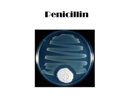 Penicillin. 1928: Alexander Fleming noticed that a mould (penicillium notatum) produced a compound that inhibits bacterial growth. 1940: Florey and Chain.