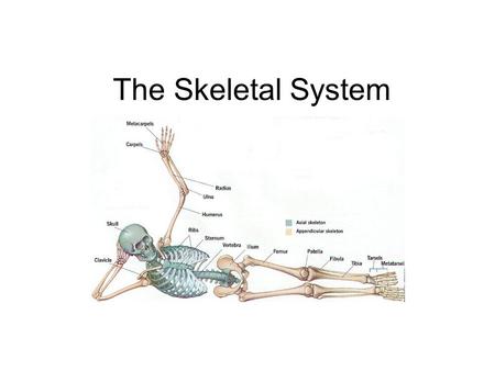 The Skeletal System.