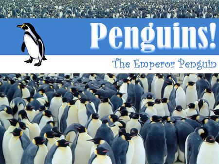 The Emperor Penguin. Scientific Name: –Aptenodytes forsteri Lives in Antarctica Tallest and heaviest of all penguin species –48 inches –48 – 82 pounds.