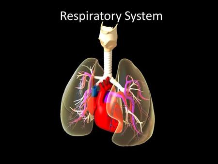 Respiratory System.