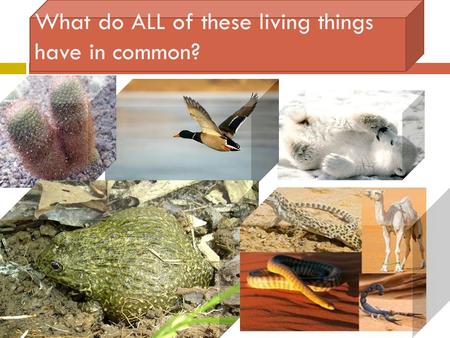 What do ALL of these living things have in common?