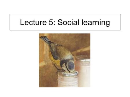 Lecture 5: Social learning. Historical Roots Skinner/Watson (behaviourists) believed that all of our behaviours were determined by direct experience BUT.