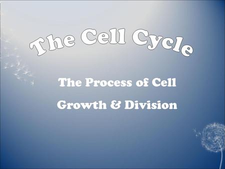 The Process of Cell Growth & Division. Prokaryotic vs Eukaryotic Cells  Remember that prokaryotic cells are:  Smaller than Eukaryotic Cells  Simpler.