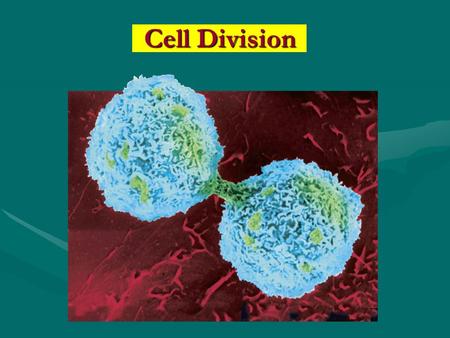 Cell Division. Cell Division: Mitosis Object:Object: To study the various stages in mitotic division.