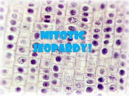 Mitotic Jeopardy! Mitotic Jeopardy! 3 Stages 4 Phases Cancer! Synth- speration ChooChoo Transport 10 20 30 40 50 *5050 Final Jeopardy.