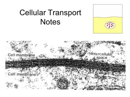 Cellular Transport Notes