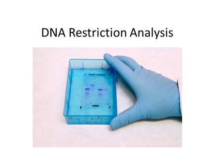 DNA Restriction Analysis. 1. Obtain 4 tubes Use permanent marker to label B, E, H, C (on the lids) B = BamH1 E = EcoR1 H = Hind111 C= Control.