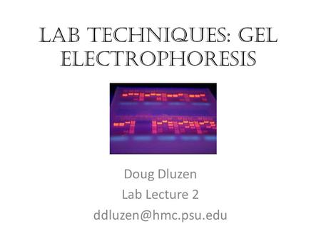 Lab Techniques: Gel electrophoresis Doug Dluzen Lab Lecture 2