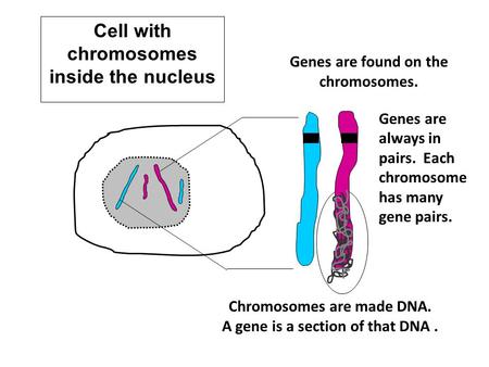 Cell with chromosomes inside the nucleus