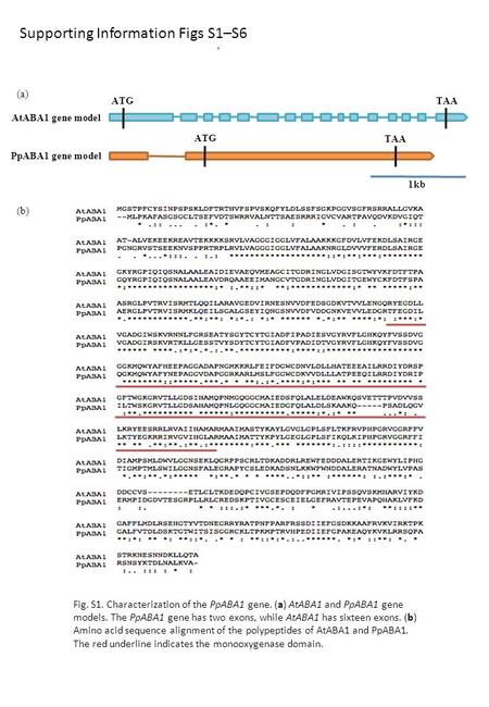 1kb PpABA1 gene model AtABA1 gene model (a) (b) ATGTAA ATG TAA Fig. S1. Characterization of the PpABA1 gene. (a) AtABA1 and PpABA1 gene models. The PpABA1.