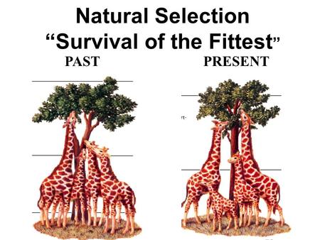 Natural Selection “Survival of the Fittest ” PASTPRESENT.