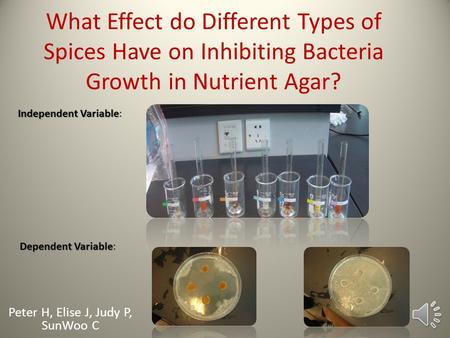 What Effect do Different Types of Spices Have on Inhibiting Bacteria Growth in Nutrient Agar? Peter H, Elise J, Judy P, SunWoo C Independent Variable.