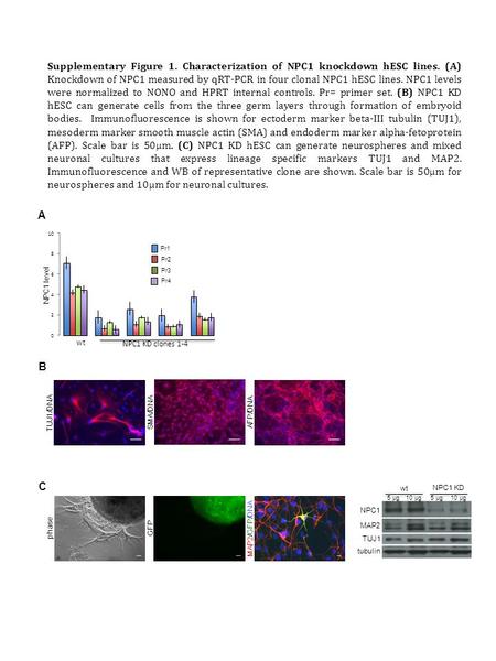 Supplementary Figure 1. Characterization of NPC1 knockdown hESC lines. (A) Knockdown of NPC1 measured by qRT-PCR in four clonal NPC1 hESC lines. NPC1 levels.