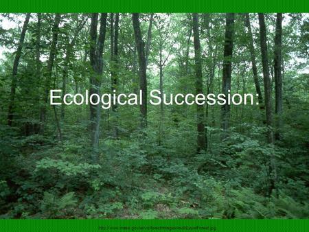 Ecological Succession: