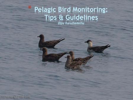 Current Knowledge on Pelagic birds is minimal Recent trips from various parts of the state have brought out interesting patterns Proposal year round survey.