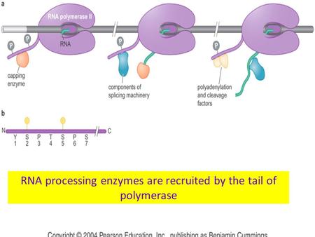 1 RNA processing enzymes are recruited by the tail of polymerase.