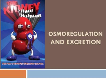 OSMOREGULATION AND EXCRETION. Key Concepts  Osmoregulation balances the uptake and loss of water and solutes  An animal’s nitrogenous wastes reflect.