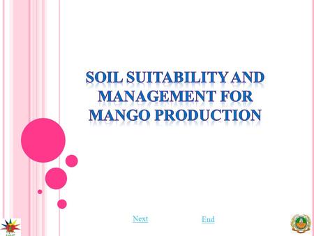 Next End. S OIL SUITABILITY AND MANAGEMENT FOR MANGO PRODUCTION PreviousNext End Mango grows on wide range of soils, such as lateritic, alluvial, sandy.