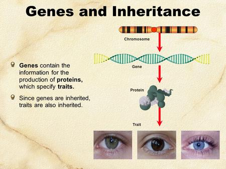 Trait Gene Protein Genes and Inheritance Genes contain the information for the production of proteins, which specify traits. Since genes are inherited,