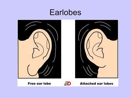 Earlobes. Widow’s Peak MENDELIAN GENETICS Principles of Heredity There are two factors which determine physical features and behavior of an organism: