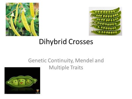 Dihybrid Crosses Genetic Continuity, Mendel and Multiple Traits.