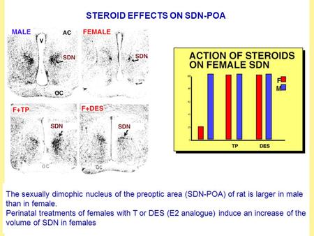 STEROID EFFECTS ON SDN-POA The sexually dimophic nucleus of the preoptic area (SDN-POA) of rat is larger in male than in female. Perinatal treatments of.