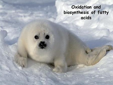 Oxidation and biosynthesis of fatty acids