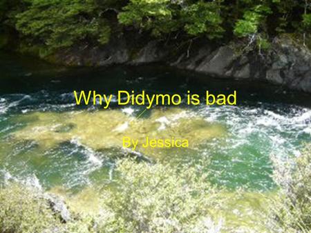 Why Didymo is bad By Jessica. What is Didymo? Didymo was discovered in NZ, the first time it was found was in the southern hemisphere. To restrict its.