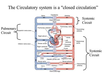 The Circulatory system is a closed circulation” Pulmonary Circuit Systemic Circuit Systemic Circuit.