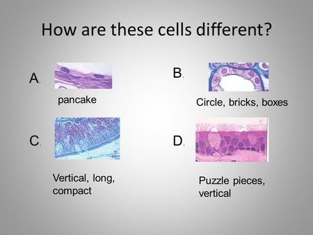 How are these cells different? A.A. B.B. C.C. D.D. pancake Circle, bricks, boxes Vertical, long, compact Puzzle pieces, vertical.