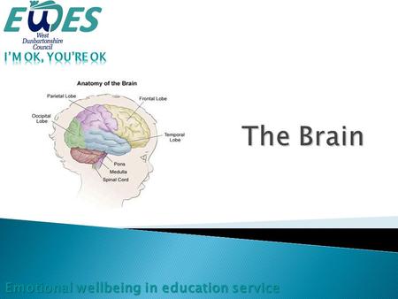 Parietal lobe (kinaesthetic)  Takes in information from our bodies about any physical sensations we may experience through touch  Controls taste,