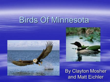 Birds Of Minnesota By Clayton Mosher and Matt Eichler.