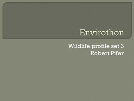 Wildlife profile set 3 Robert Pifer.  Used to nest in caves and such.  urban areas. Forages over open  Eats flying insects areas.  Nest in boxes and.