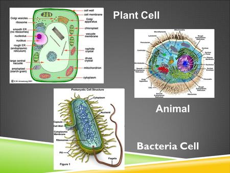 Plant Cell Animal Bacteria Cell. CELL STRUCTURE AND FUNCTION NOTES Organelles: What you should know Organelles: What you should know Inner Life of a Cell.