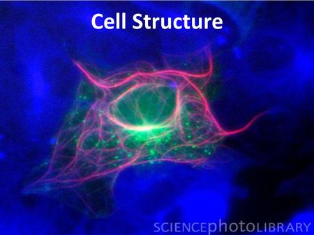 Cell Structure. Divisions of Cell Type Prokaryotes- – No Nucleus (Bacteria) Eukaryotes- – Nucleus (Animal cells. You)