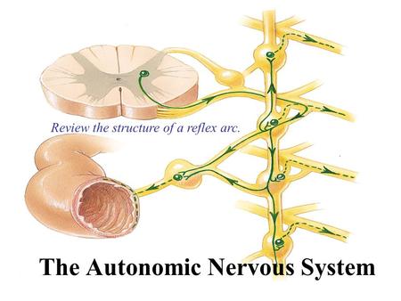 The Autonomic Nervous System Review the structure of a reflex arc.