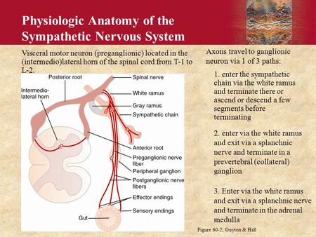 Visceral motor neuron (preganglionic) located in the (intermedio)lateral horn of the spinal cord from T-1 to L-2. Axons travel to ganglionic neuron via.