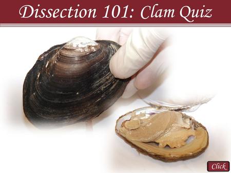 Dissection 101: Clam Quiz Click.