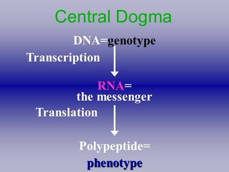 Central Dogma DNA=genotype Transcription RNA= the messenger Translation Polypeptide=phenotype.